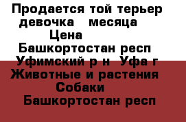 Продается той-терьер, девочка 3 месяца.   › Цена ­ 3 500 - Башкортостан респ., Уфимский р-н, Уфа г. Животные и растения » Собаки   . Башкортостан респ.